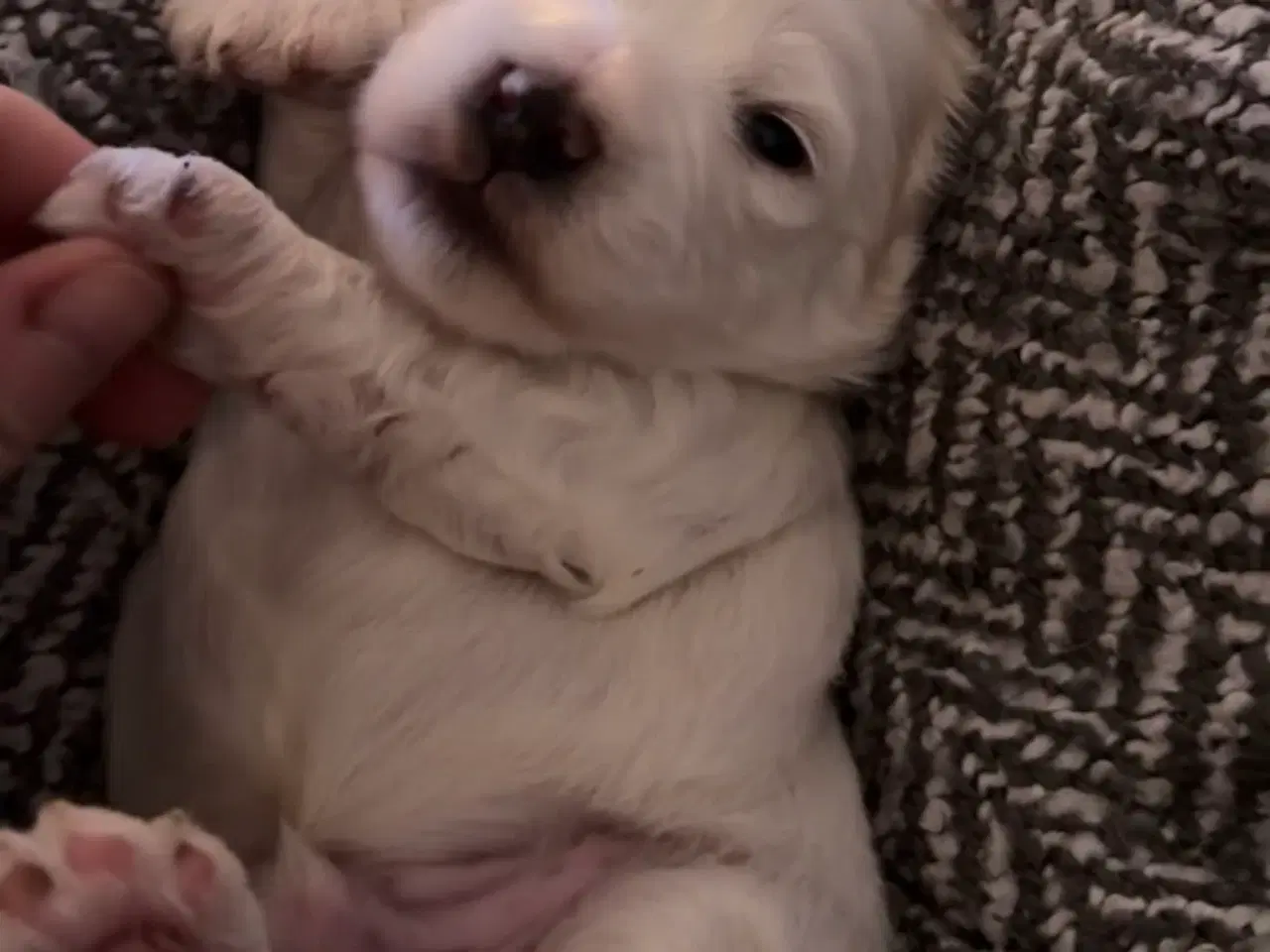 Billede 3 - Havapoo 4 uger