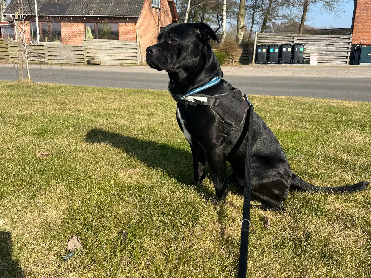 Billede 3 - Balter - labrador/fransk bulldog