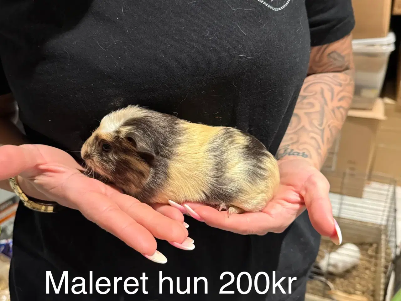 Billede 8 - Marsvin hun unger