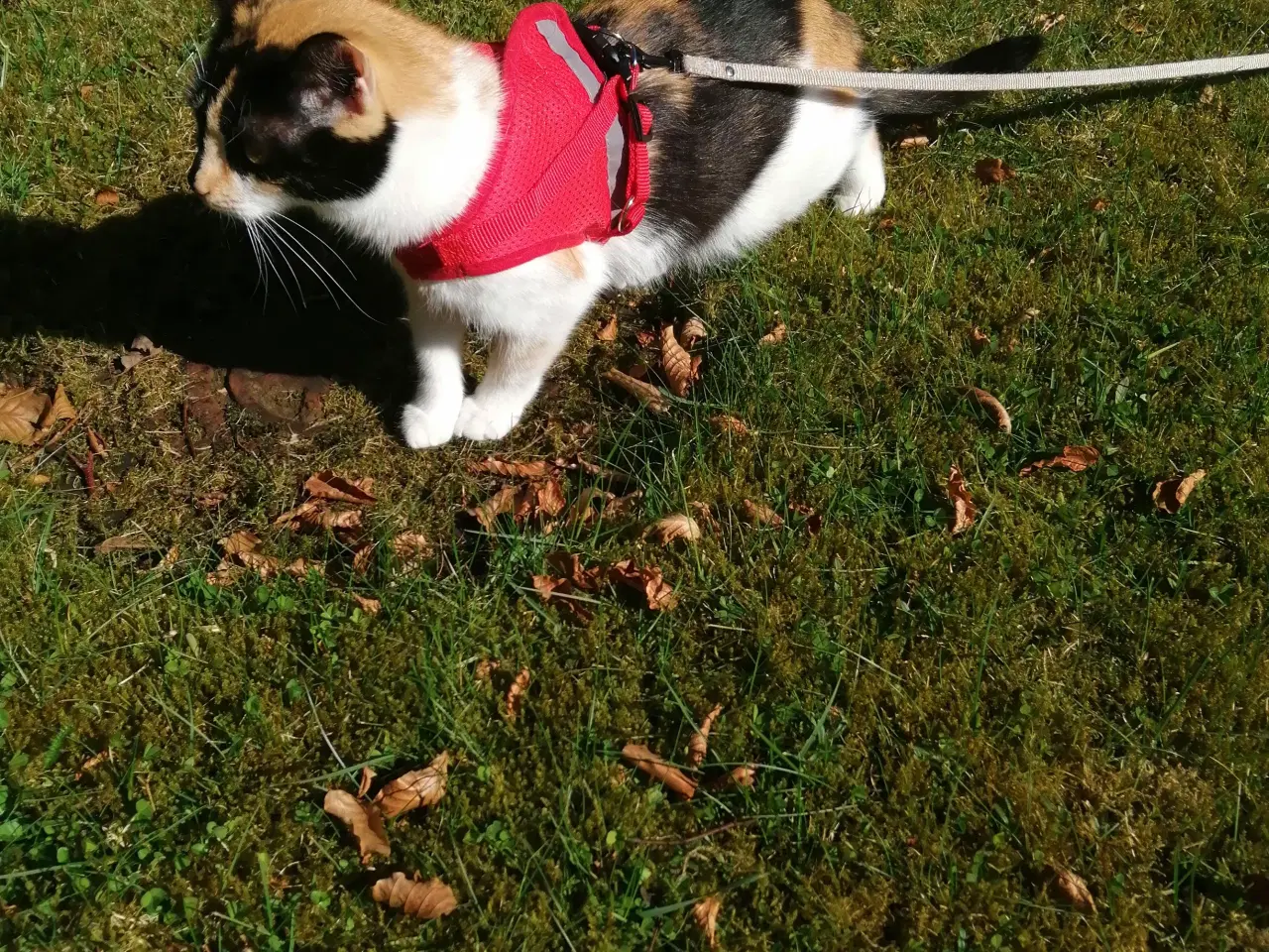 Billede 2 - Maincoon blandings kat Tricolor 