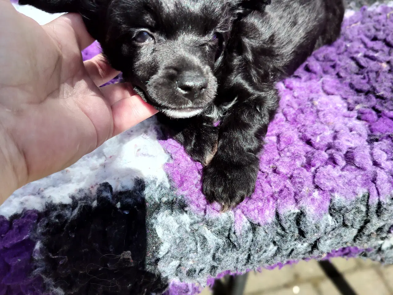 Billede 9 - Chinese crested/powder puff drenge med DKK stambog
