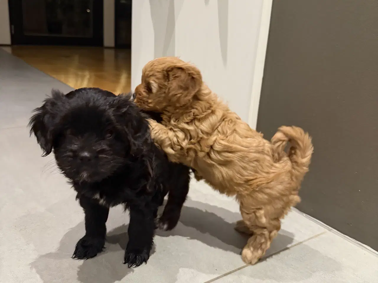 Billede 6 - Shihpoo / shih tzu blandet med puddel 