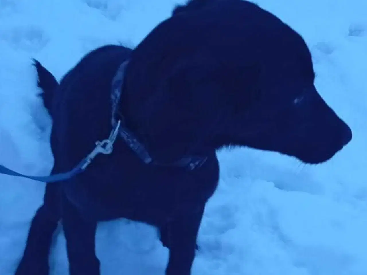 Billede 1 - Labrador Retriever 