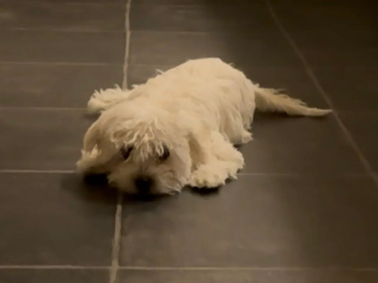 Billede 5 - Hvalpe Maltese en Tæve