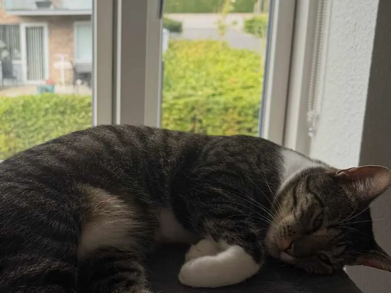 Billede 2 - Kat