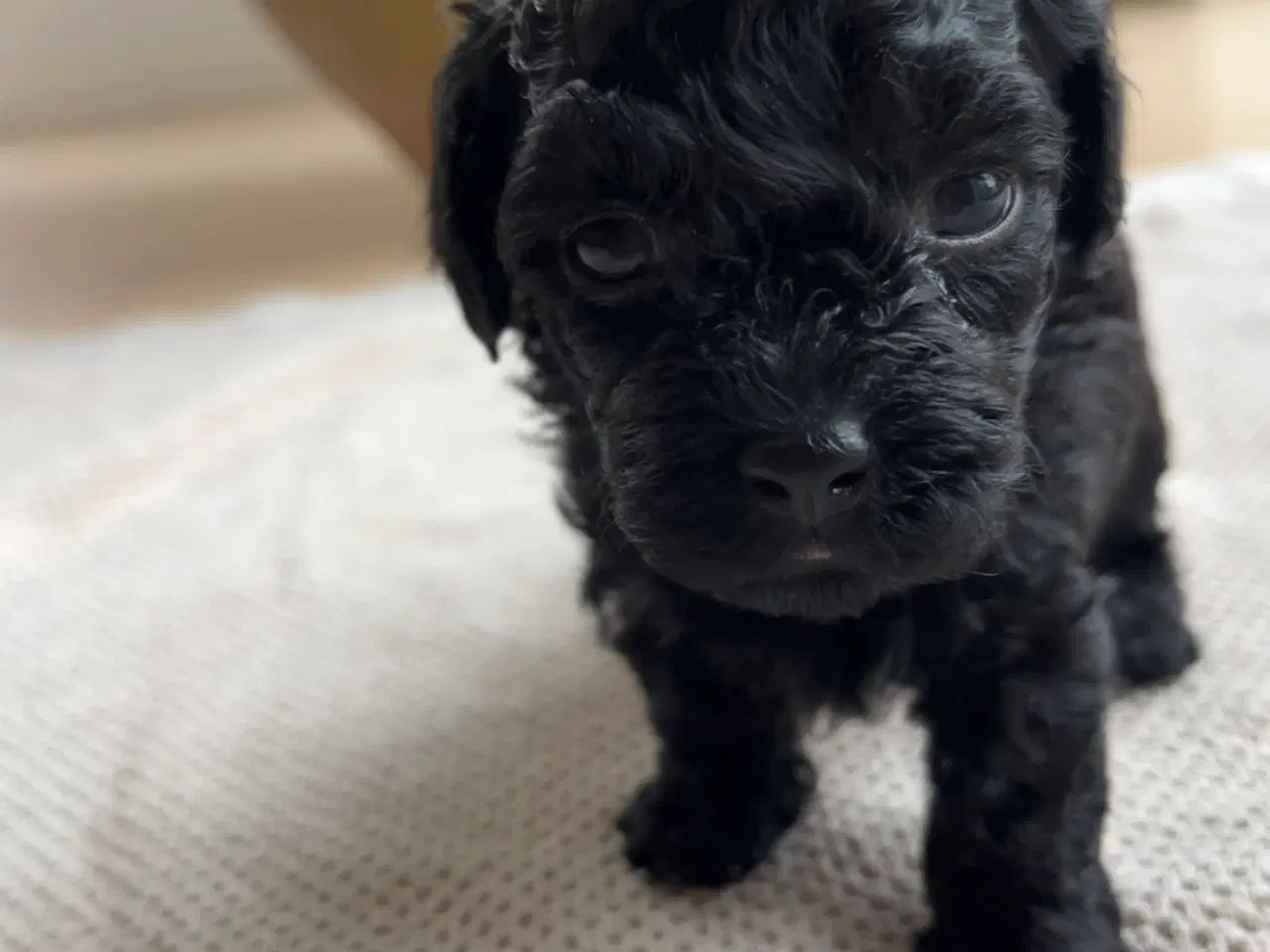 Billede 2 - Maltipoo Toy/Micro