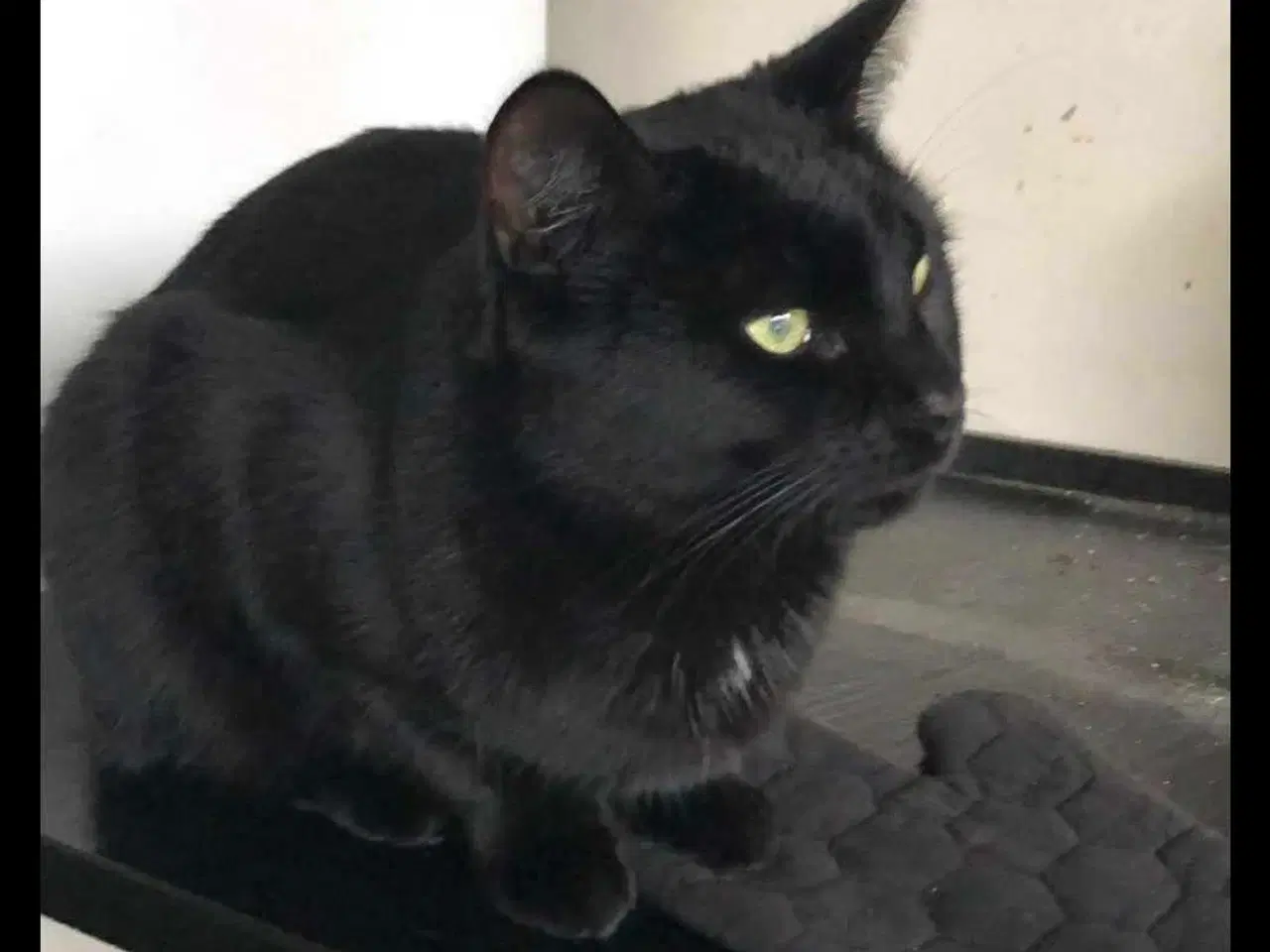 Billede 2 - Super sød kat