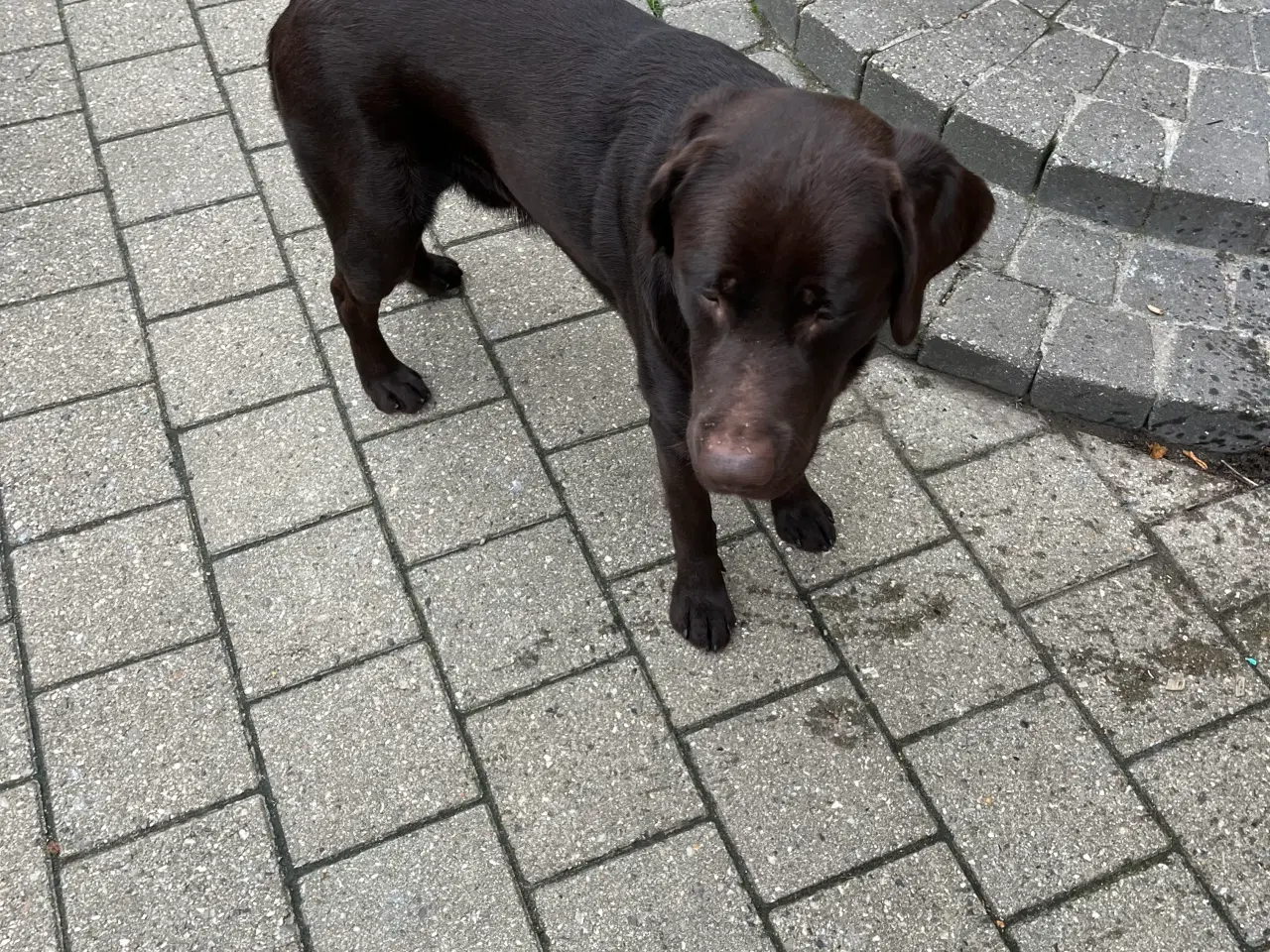 Billede 2 - 1 år gamle Labrador han 