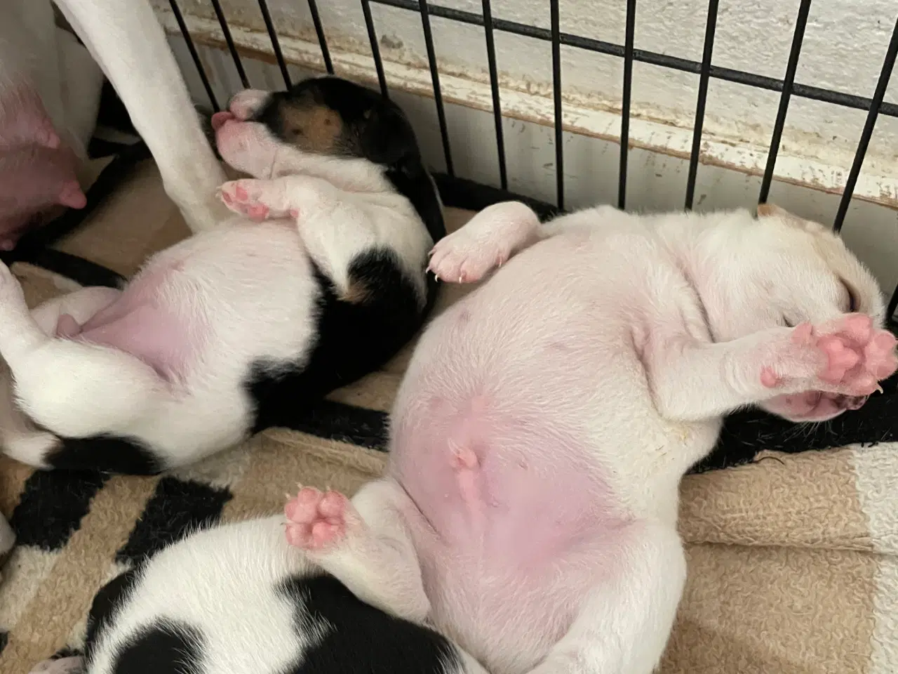 Billede 6 - Dansk Svensk gårdhunde hvalpe