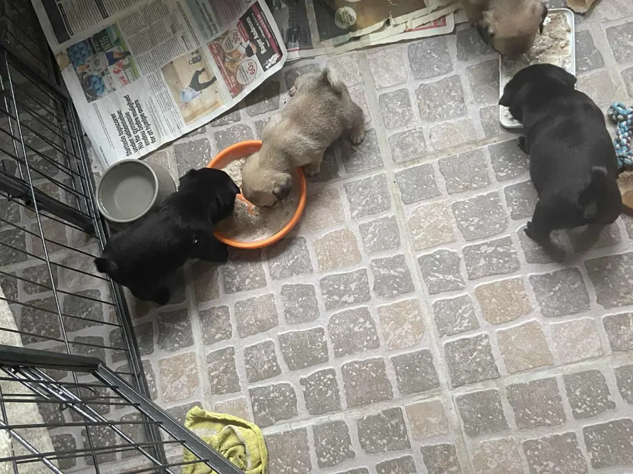 Billede 5 - Små frække moppeloppe bamser