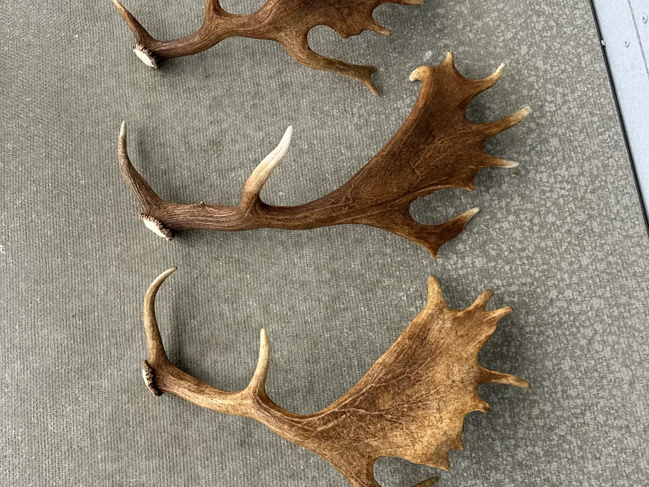 Billede 2 - 3 store flotte fuldskufler kastestænger sælges