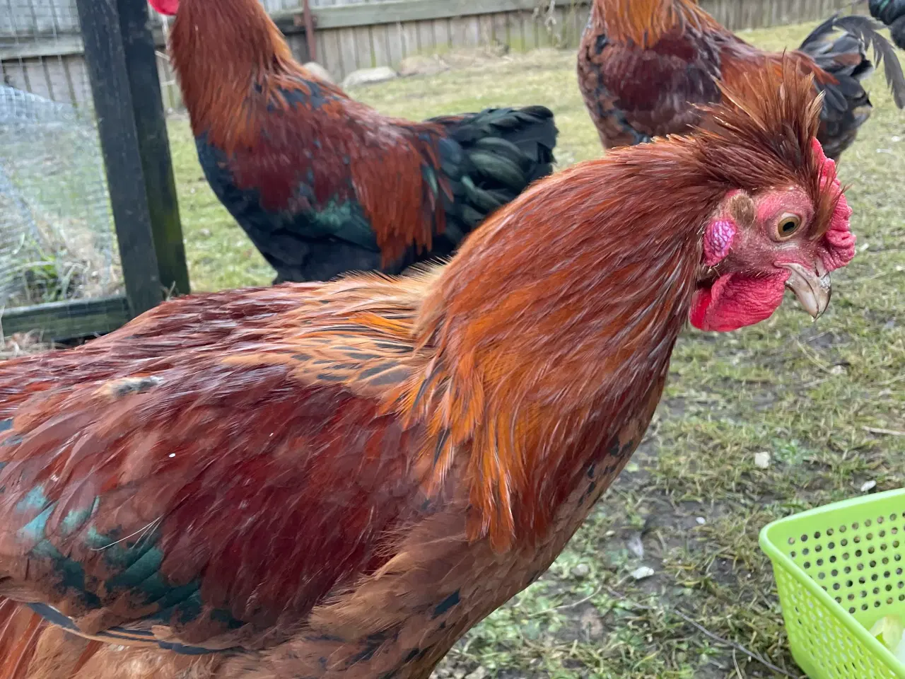 Billede 11 - Racerene Sorte Kobber Maraner og 3 blandingshaner