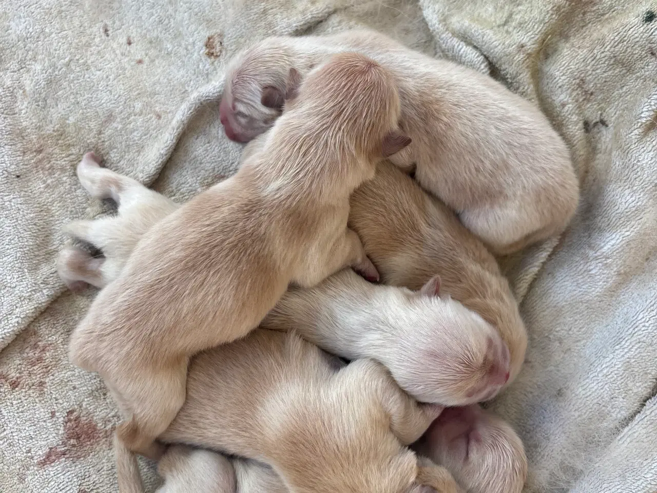 Billede 4 - Chow Chow Hvalpe 