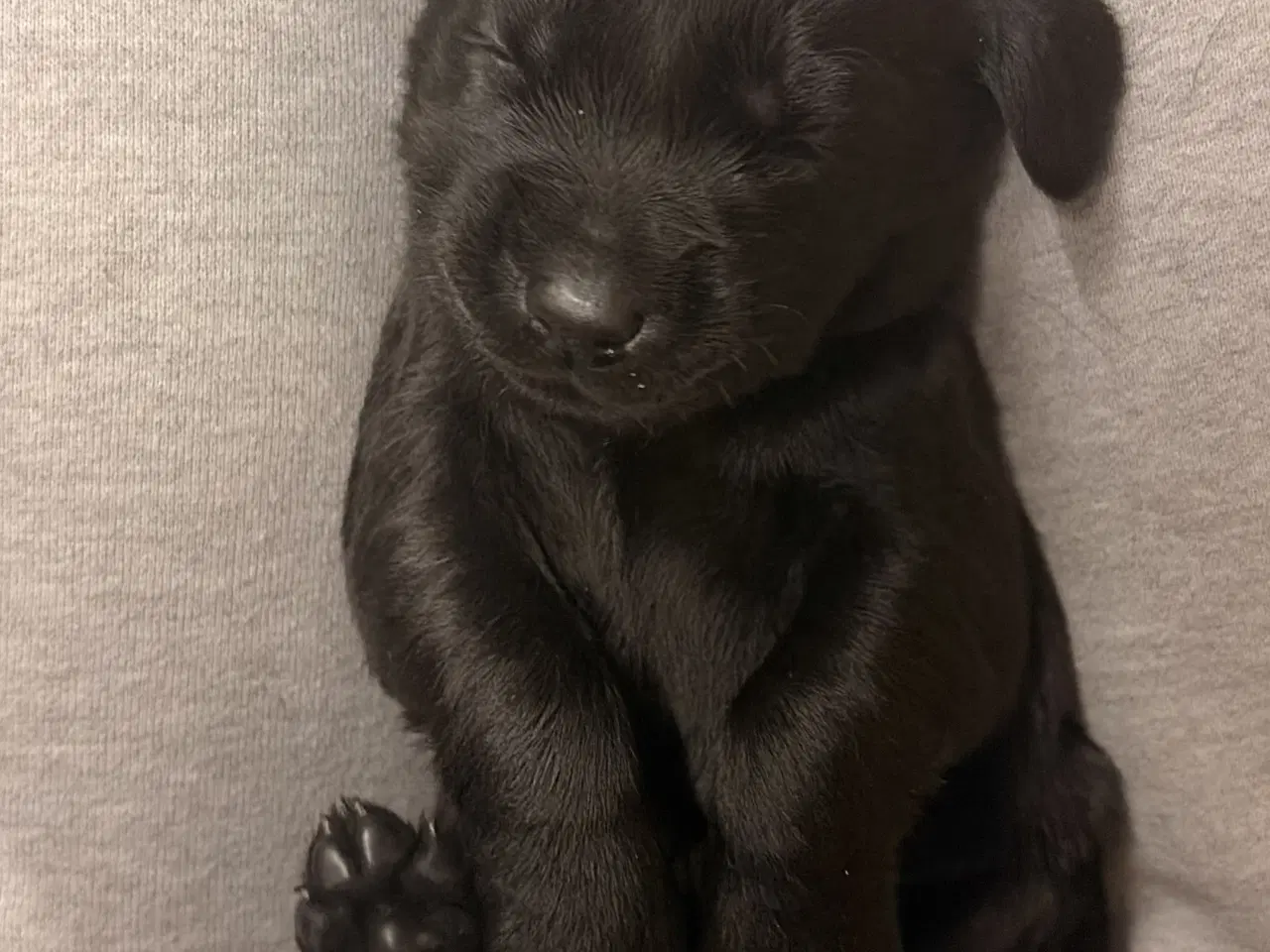 Billede 4 - Hvalpe- F1 labrador/Cocker spaniel