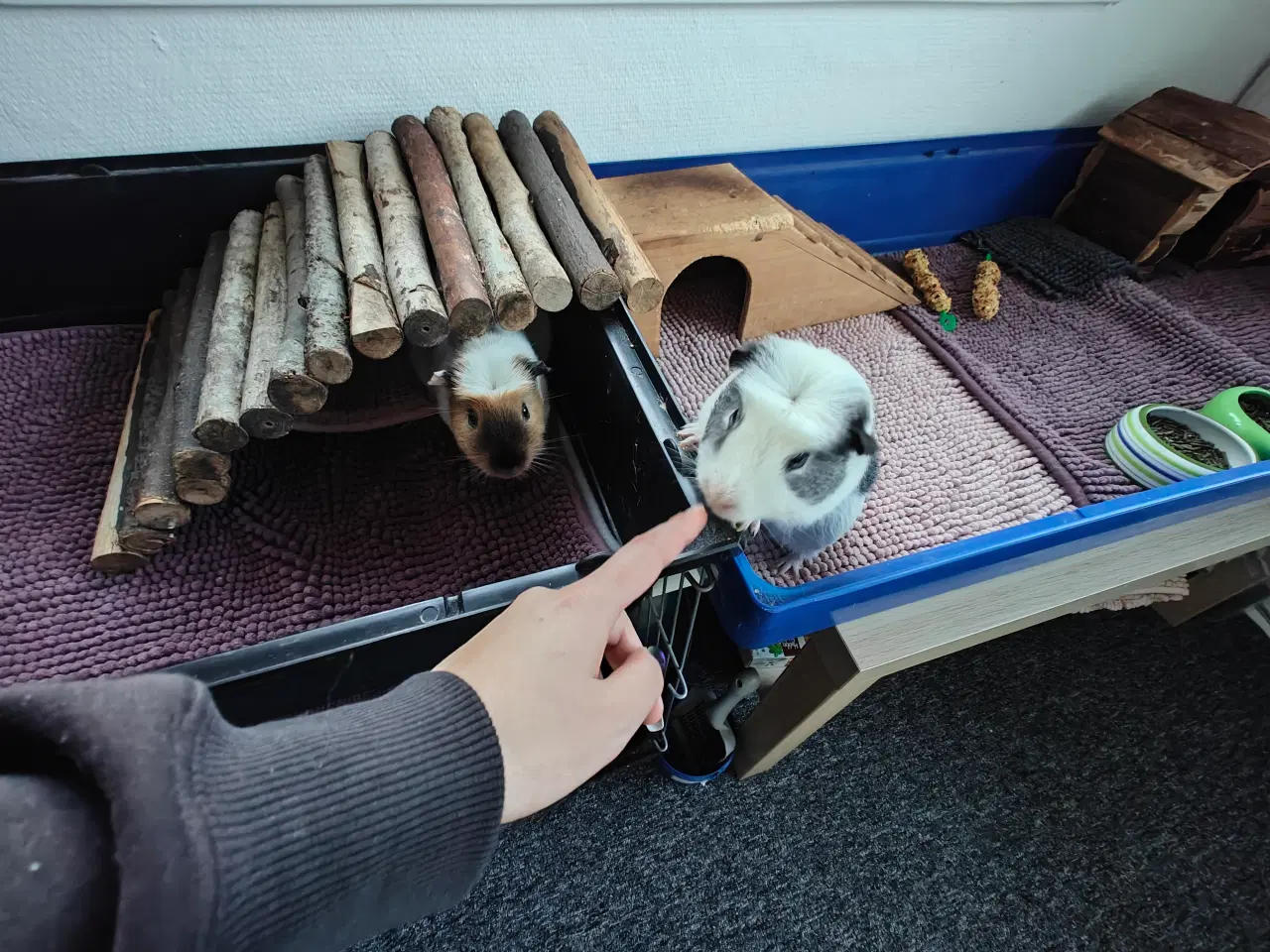 Billede 2 - 🐹🦸‍♂️ Supermand & Batmand søger nyt heltehjem 🦸