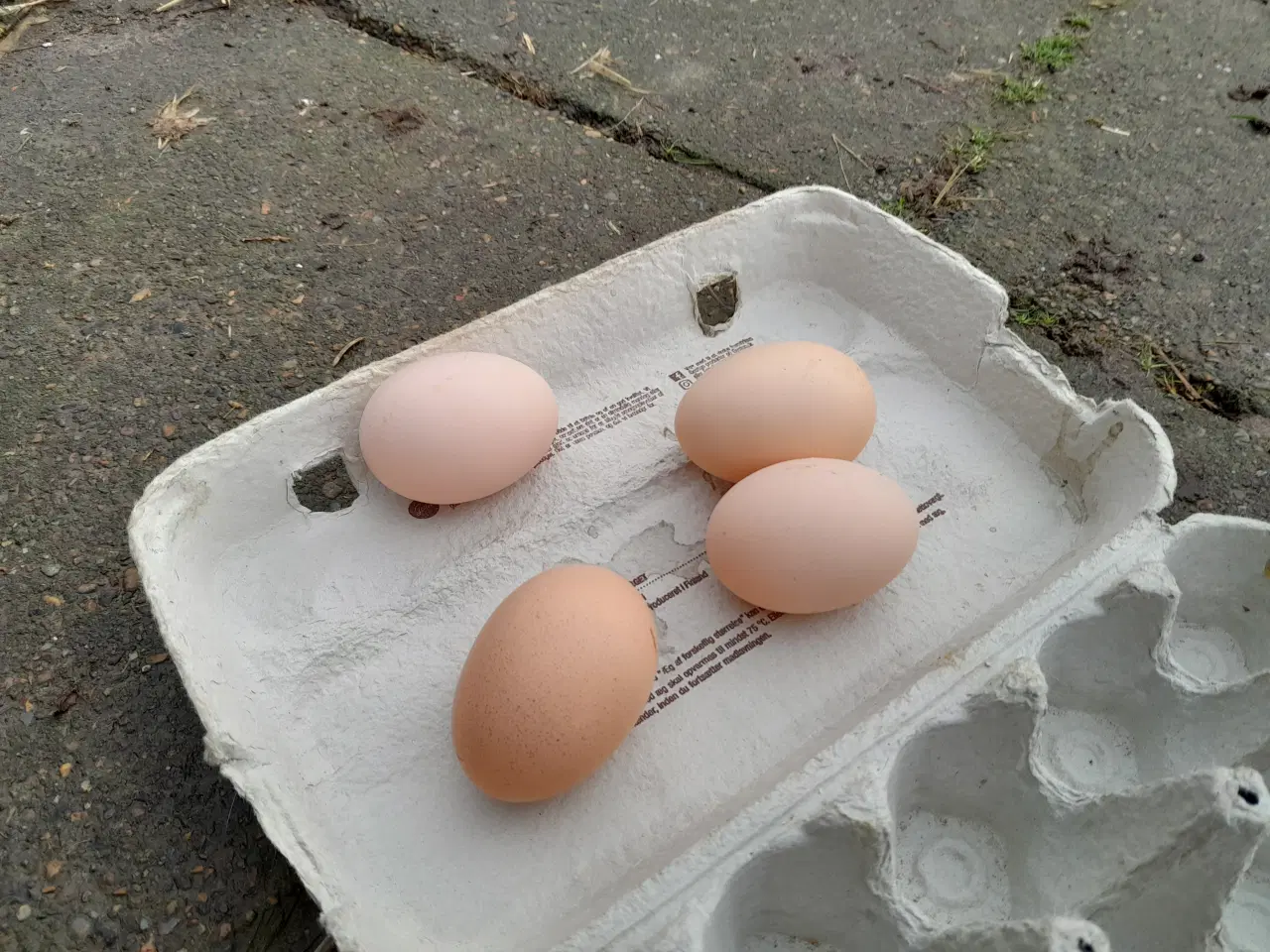 Billede 1 - rugeæg til salg af fransk skov høns 5 kr pr æg 