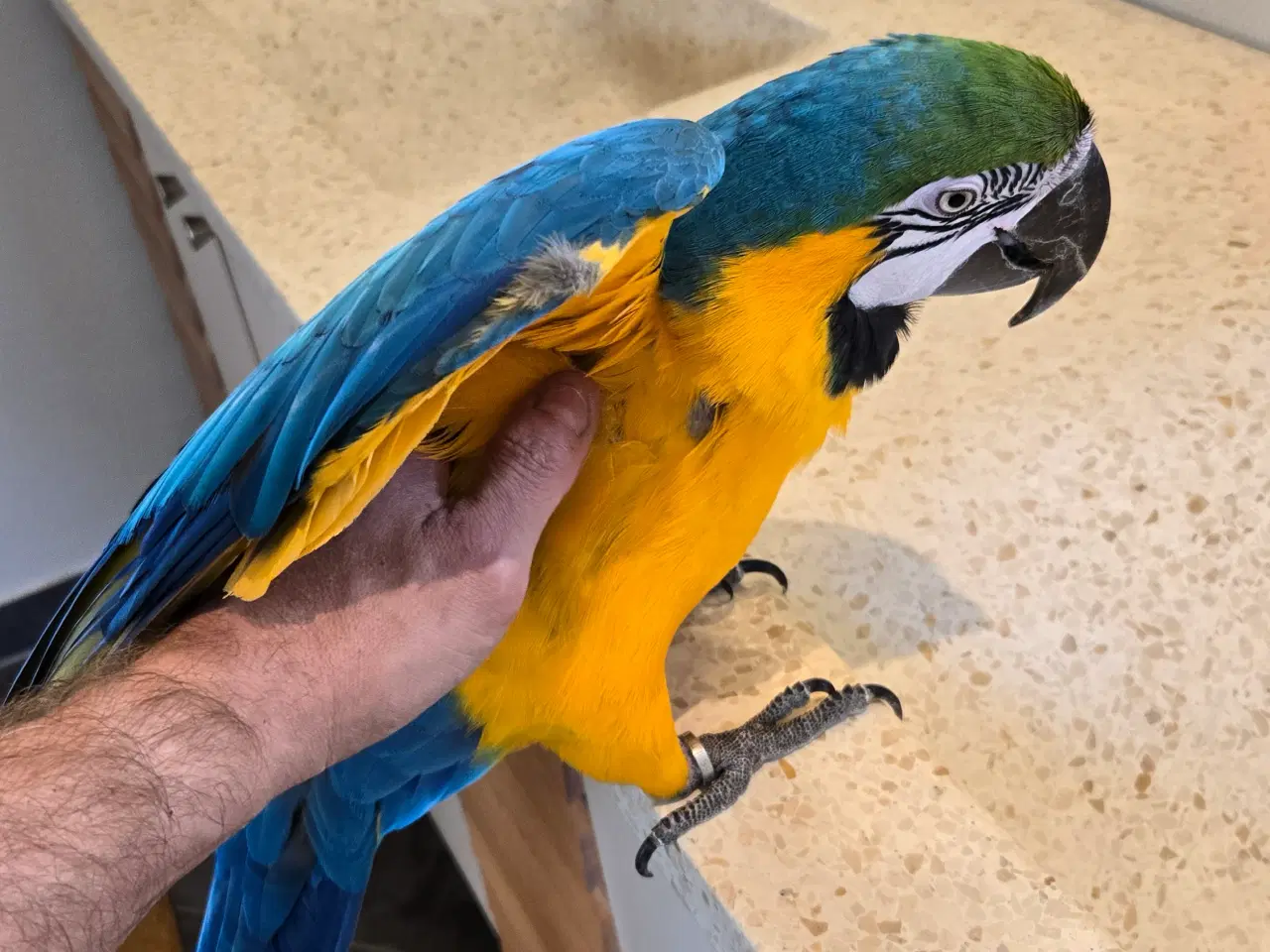 Billede 5 - Meget tam Ara