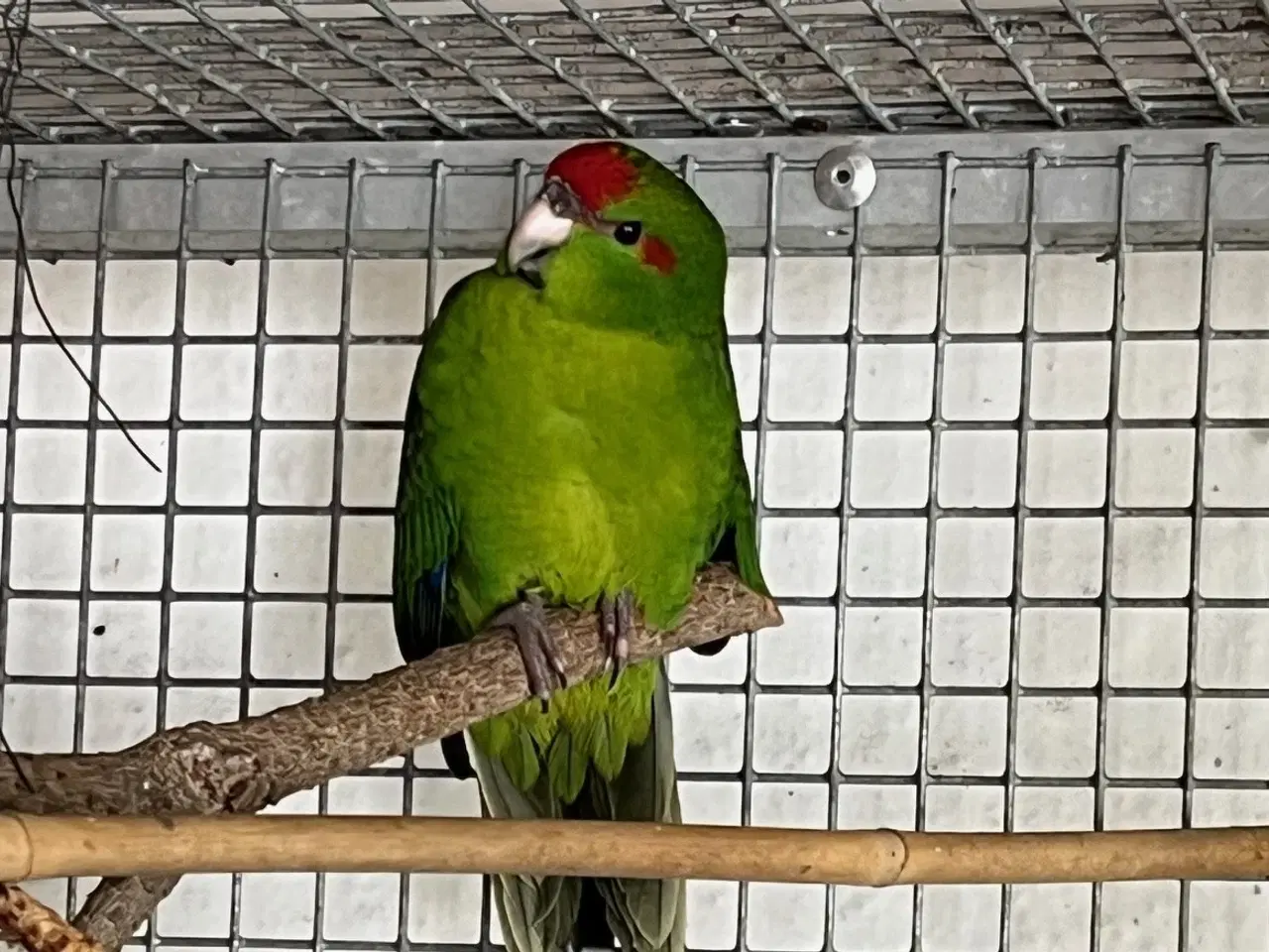 Billede 1 - Gedeparakit