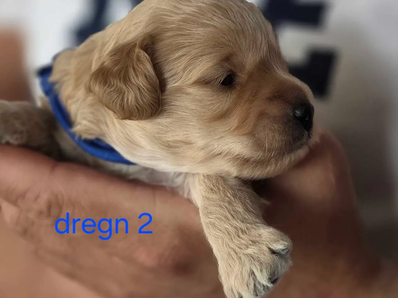 Billede 15 - F1b Cockapoo 