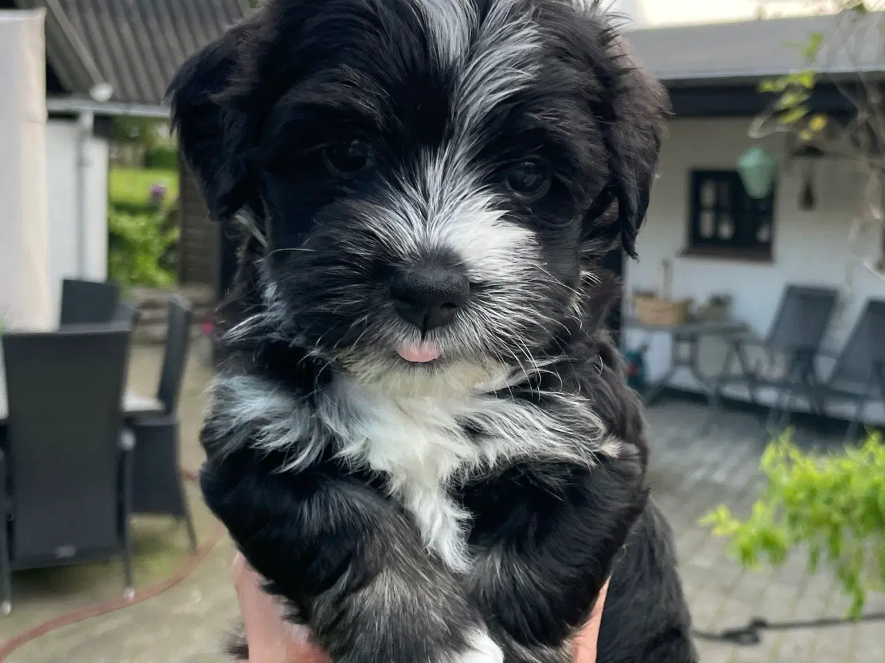 Billede 2 - Dejlige Bichon Havanais hvalpe