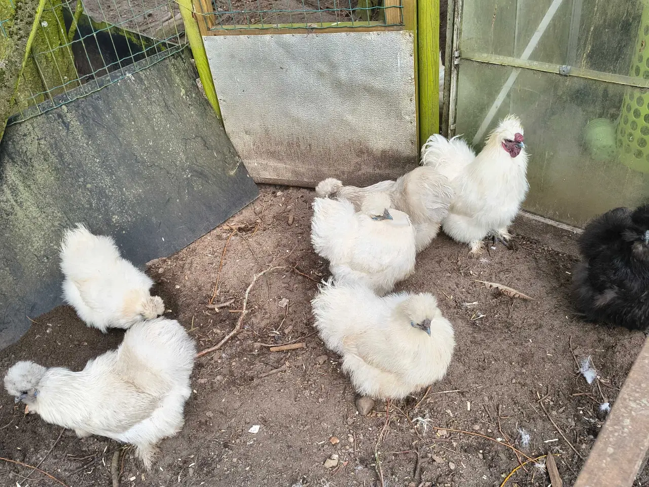 Billede 1 - Hvide Silke høns