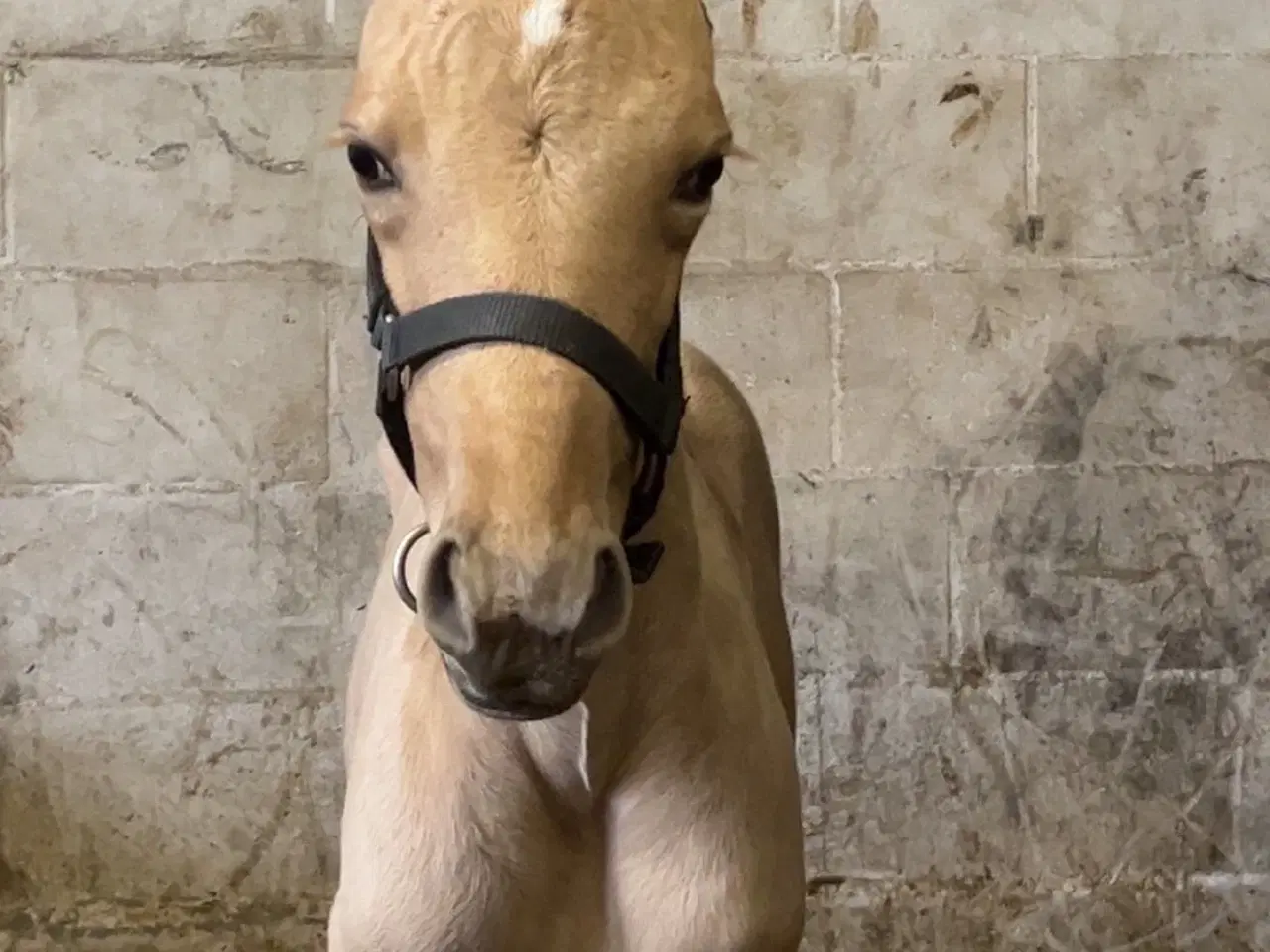 Billede 2 - Bedækning ved kåret og avlsgodkendt palomino hings