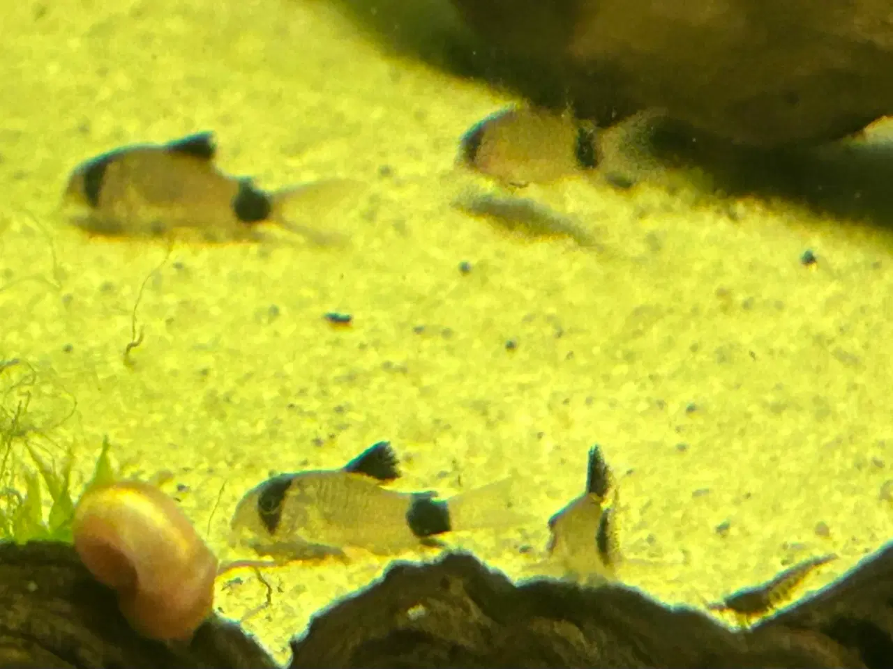 Billede 2 - 🐼🐟 Panda pansermaller – Sunde og aktive | Viby j