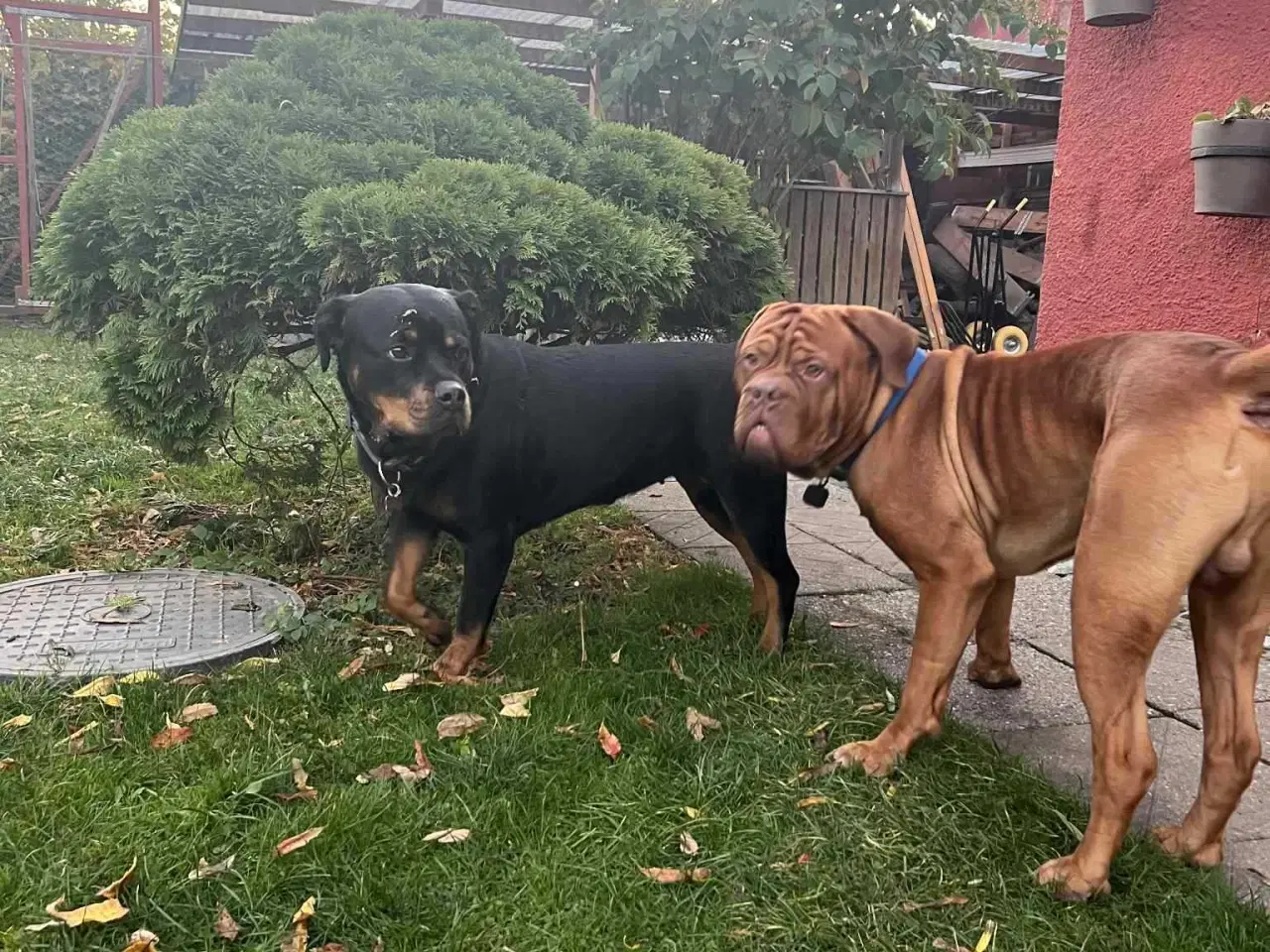 Billede 6 - En tæve tilbage 