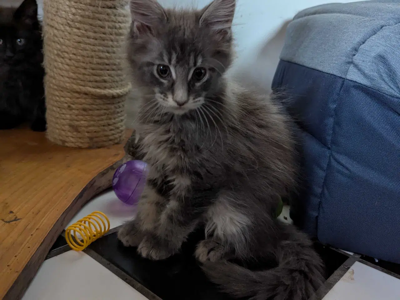 Billede 5 - Maine coon killinger med stambøger 