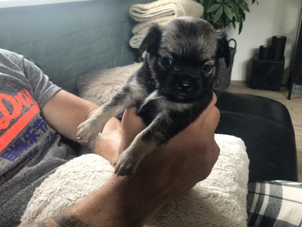 Billede 8 - Chihuahua hvalpe til salg