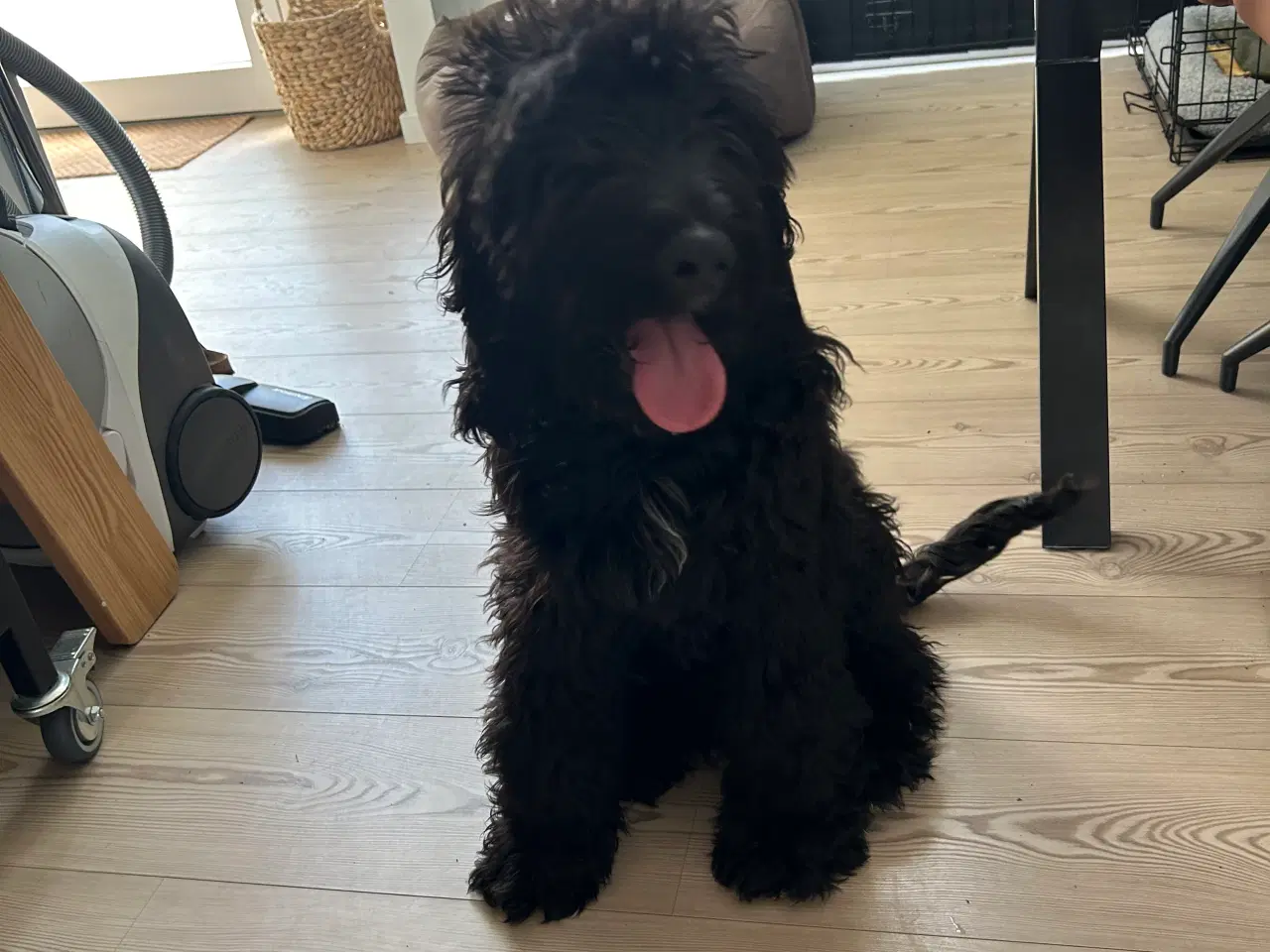Billede 2 - Cockapoo hvalp