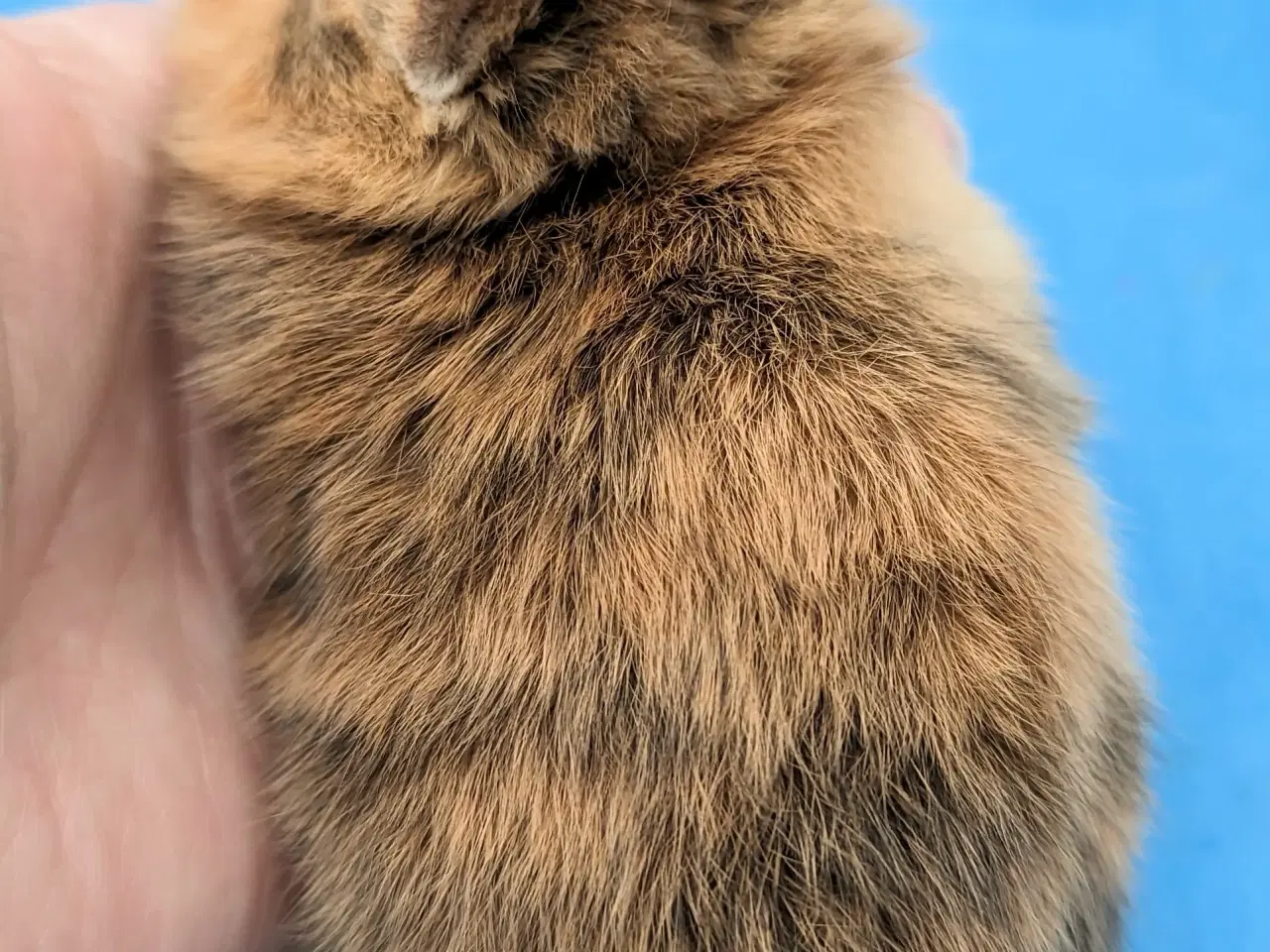 Billede 3 - Hermelin kaninunge