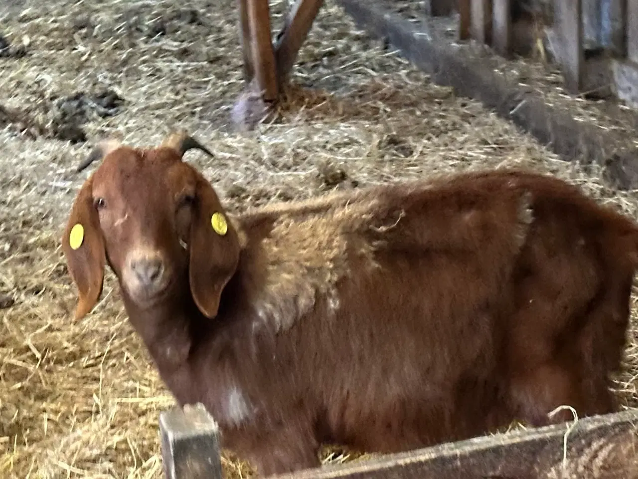 Billede 3 - Boer geder kastrater 2-4 år