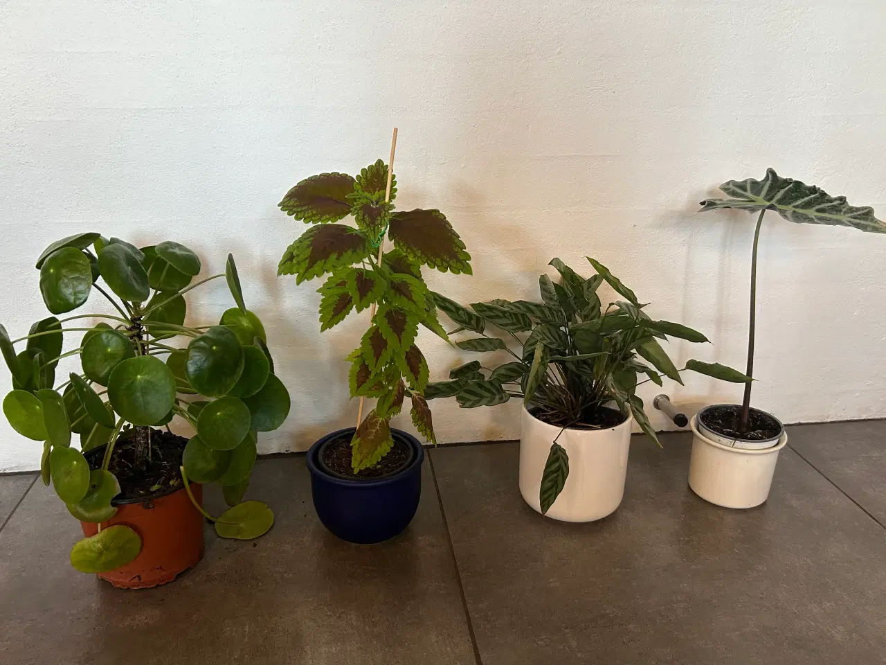 Billede 1 - Sunde stueplanter fra røgfrit hjem