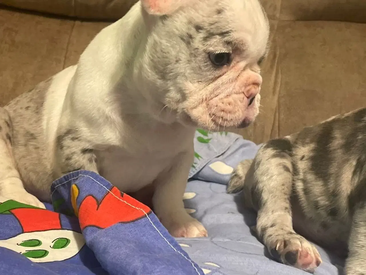 Billede 6 - Fransk Bulldog hvalpe