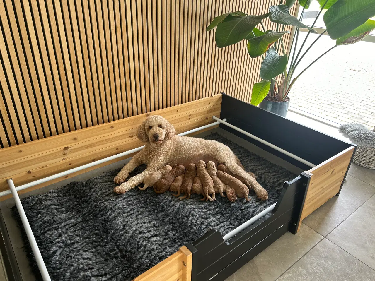 Billede 5 - Goldendoodle rød abrikos