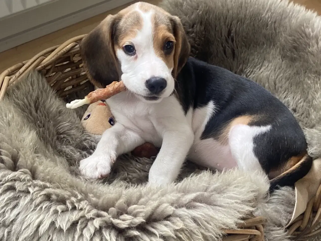 Billede 3 - Beagle pigehvalp