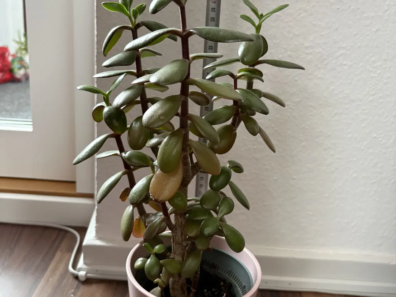 Billede 1 - Pengetræ-paradistræ