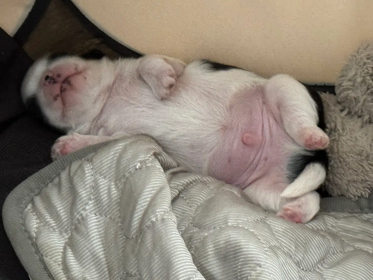 Billede 7 - Ægte Shih Tzu 30. september 2025