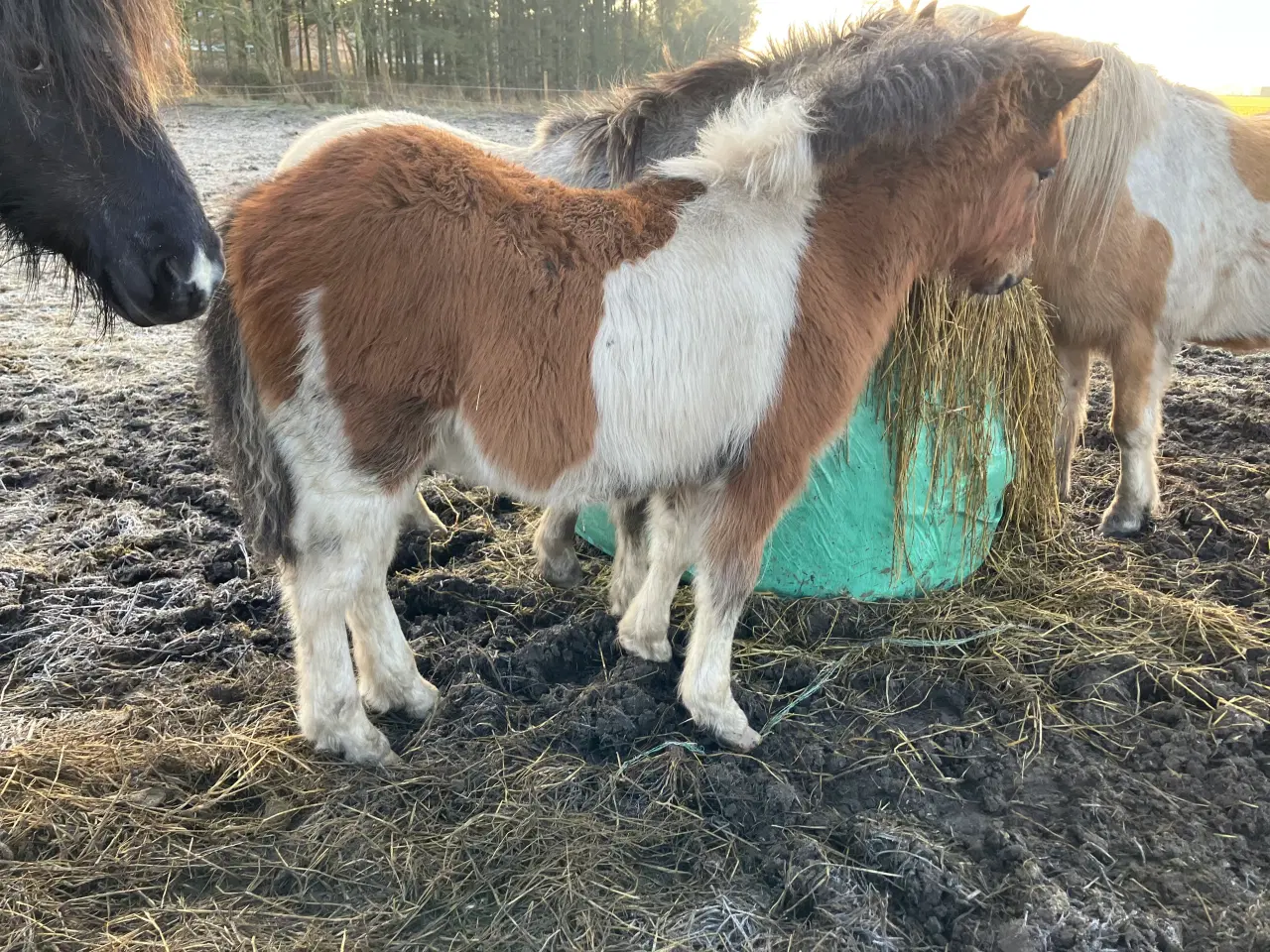 Billede 3 - Ponyhingst fra august 2025