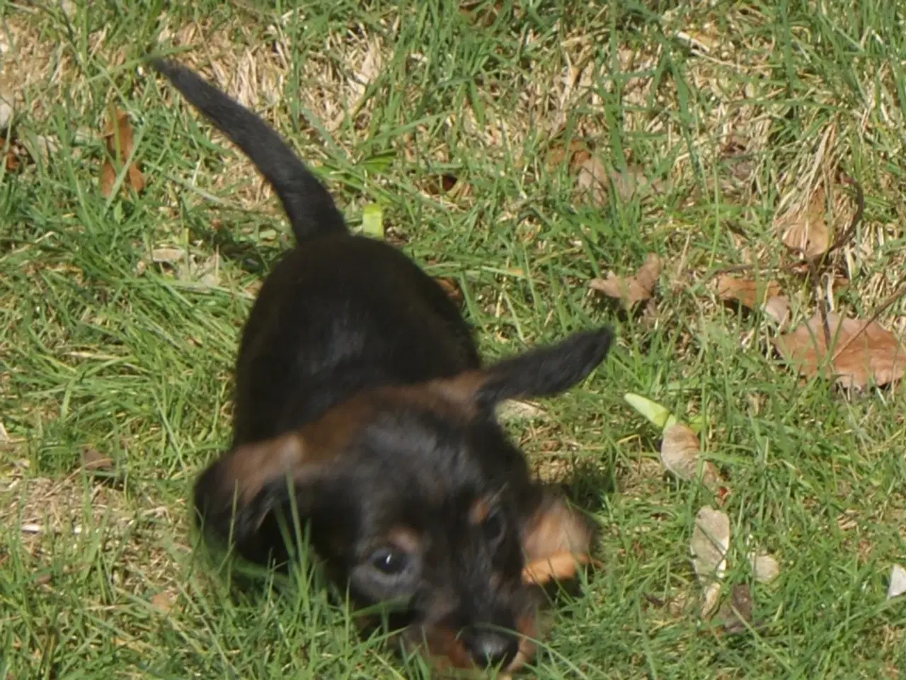 Billede 3 - Ruhåret dværg gravhunde hvalpe