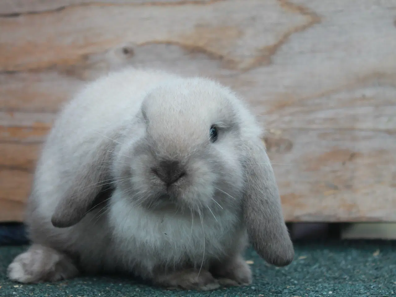 Billede 1 - Dværgvædder/Mini lop drenge 