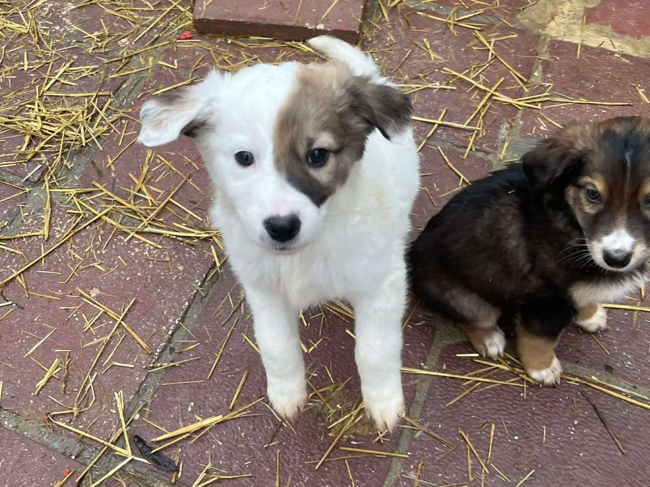 Billede 5 - Blitz søger sin egen familie❤️