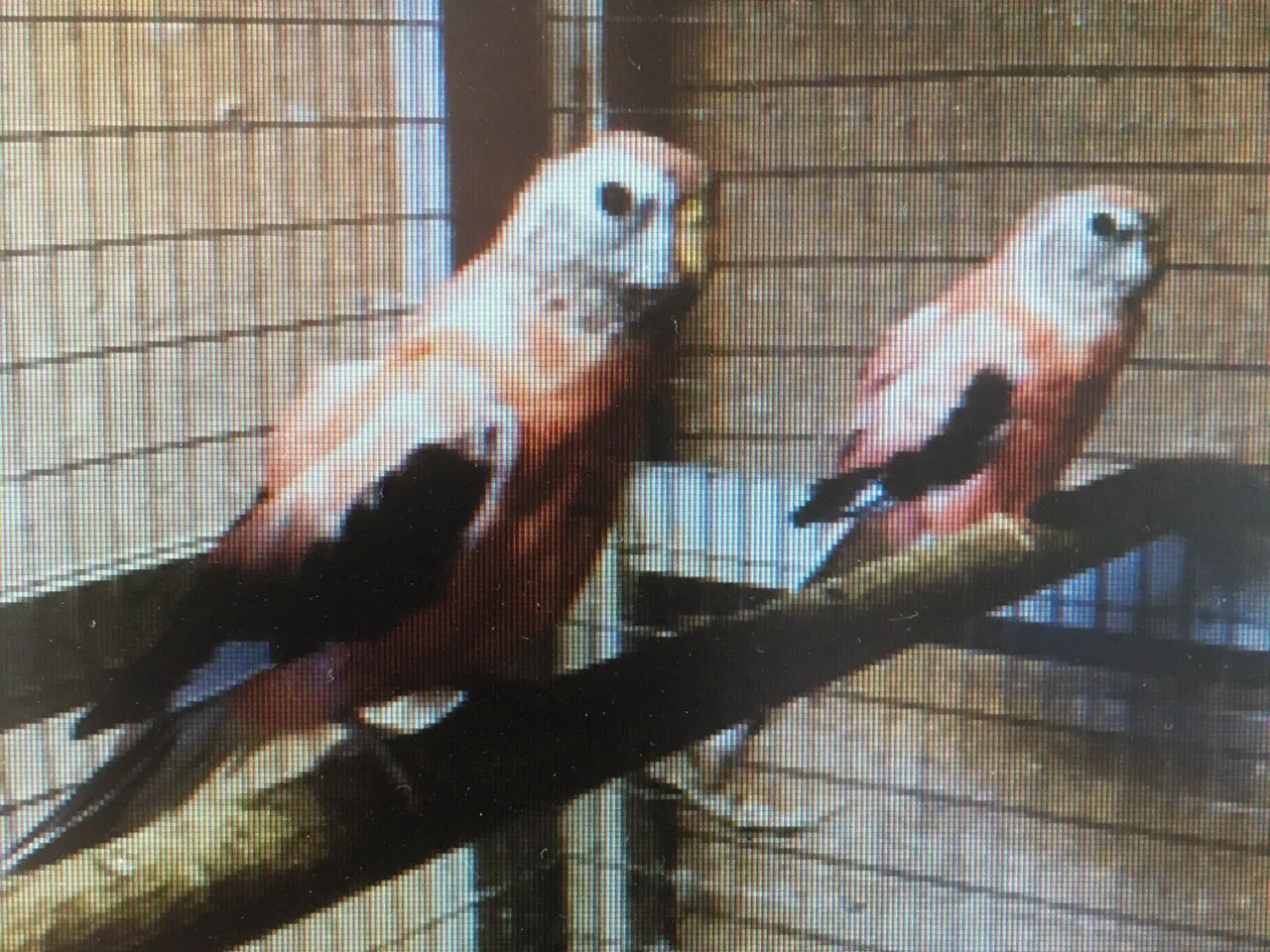 Billede 2 - Bourks Parakitter, unge fugle af eget opdræt.