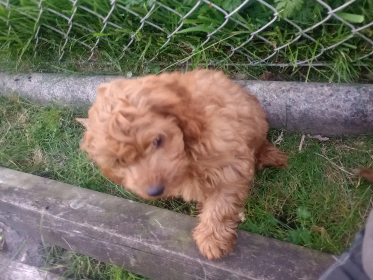 Billede 3 - cavapoo blanding