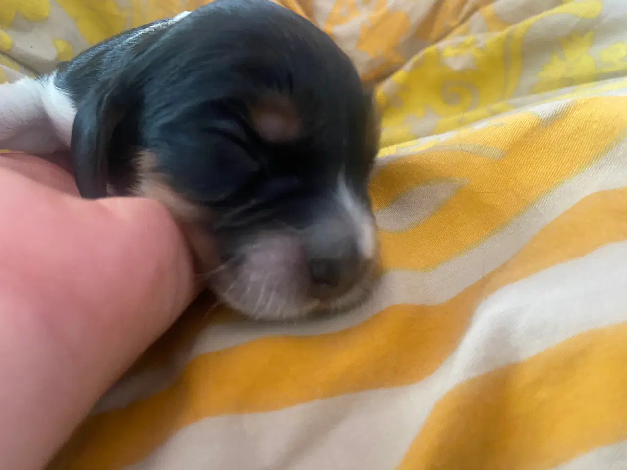 Billede 6 - Eng Cocker spaniels