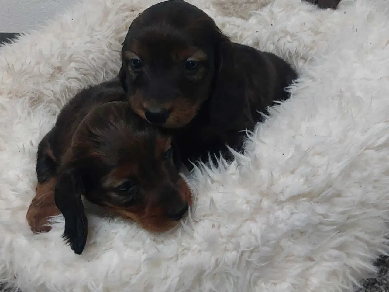 Billede 2 - Langhåret gravhunde