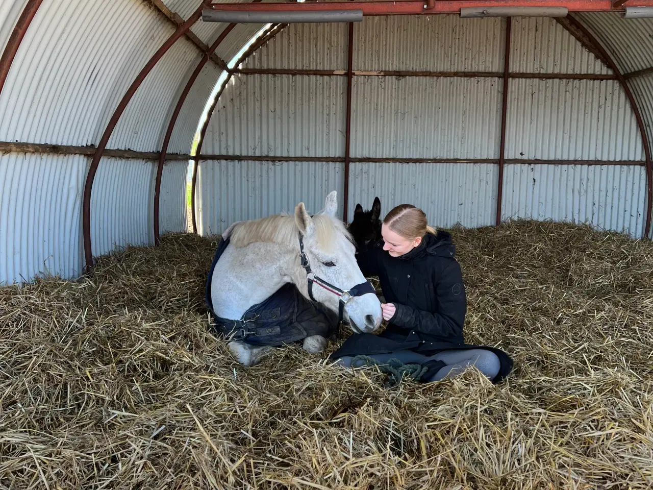 Billede 3 - tilridning eller videresalg af pony tilbydes