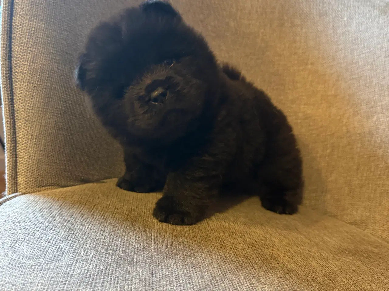 Billede 18 - Chow chow