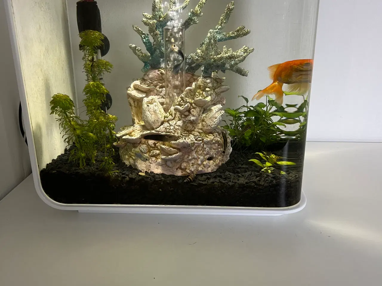 Billede 2 - Biorb akvarie (15 L)